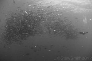 Schooling snapper and diver at Ras Mohamed by Stew Smith 